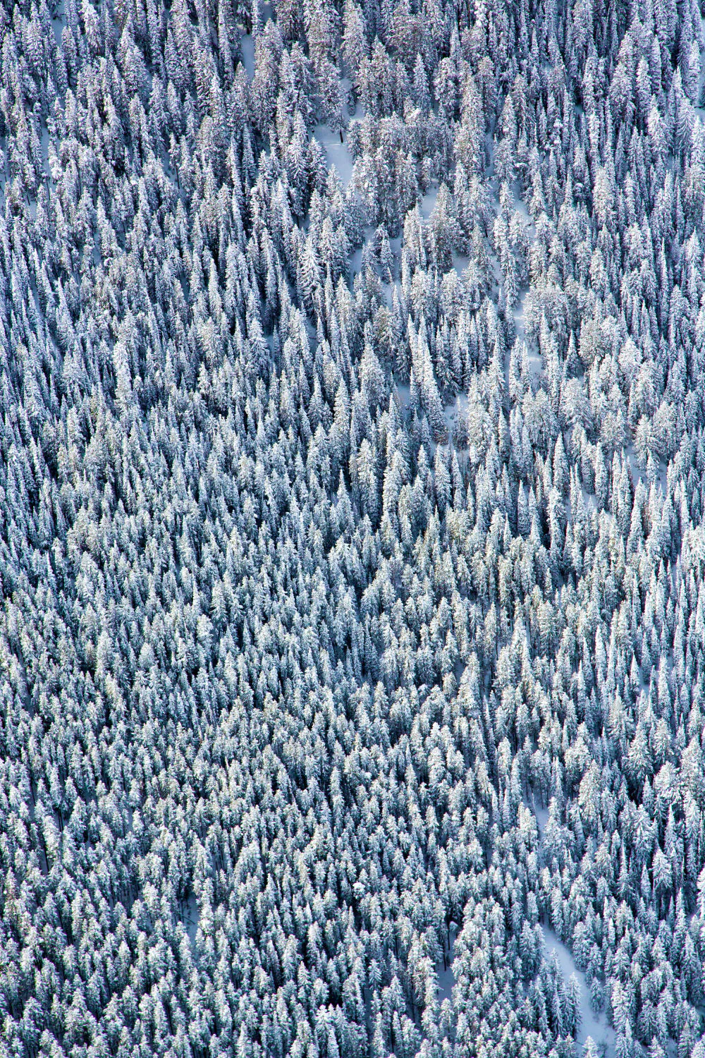 Aspen Trees Triptych - Image 2