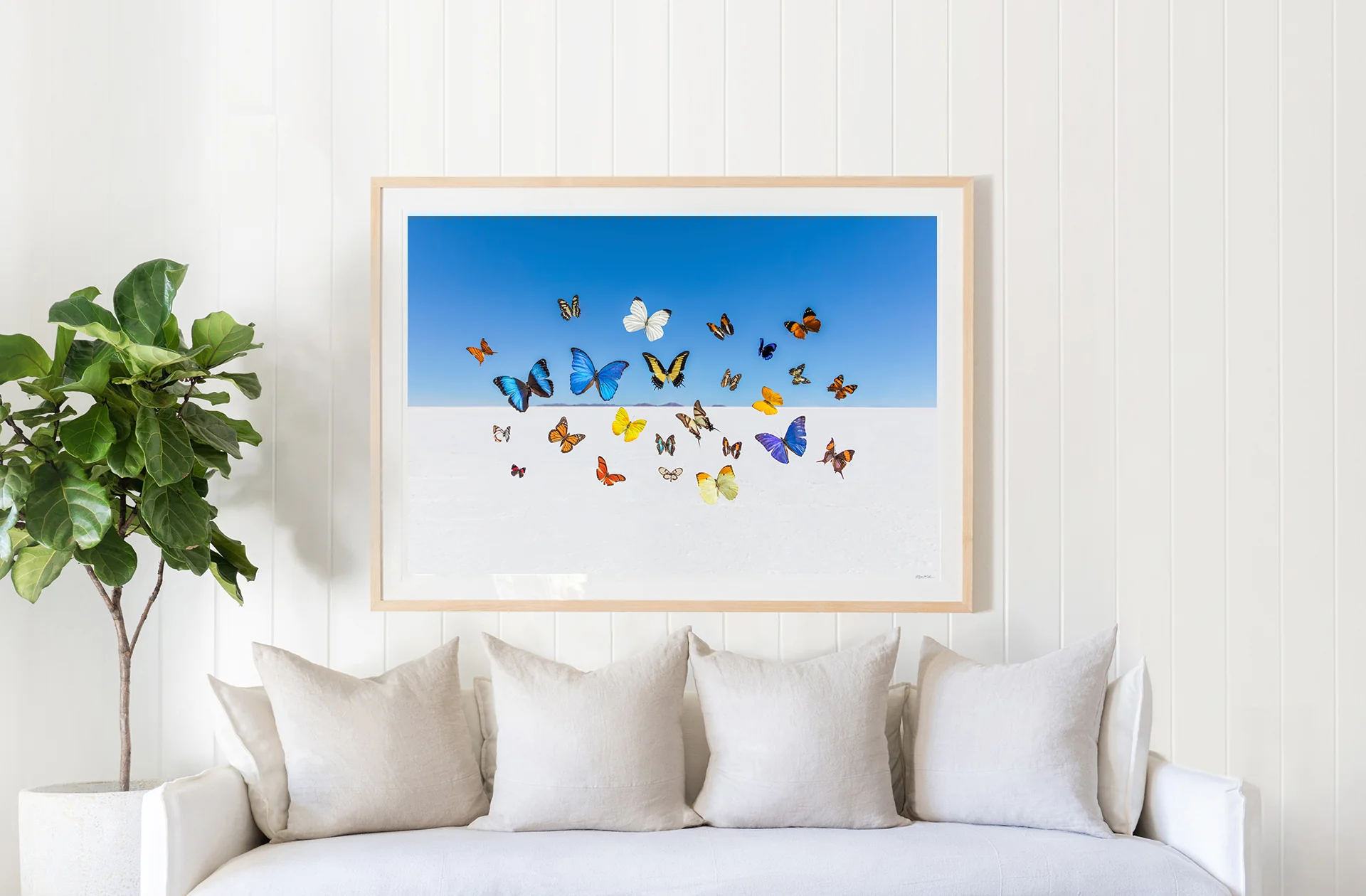 Butterflies - Image 2