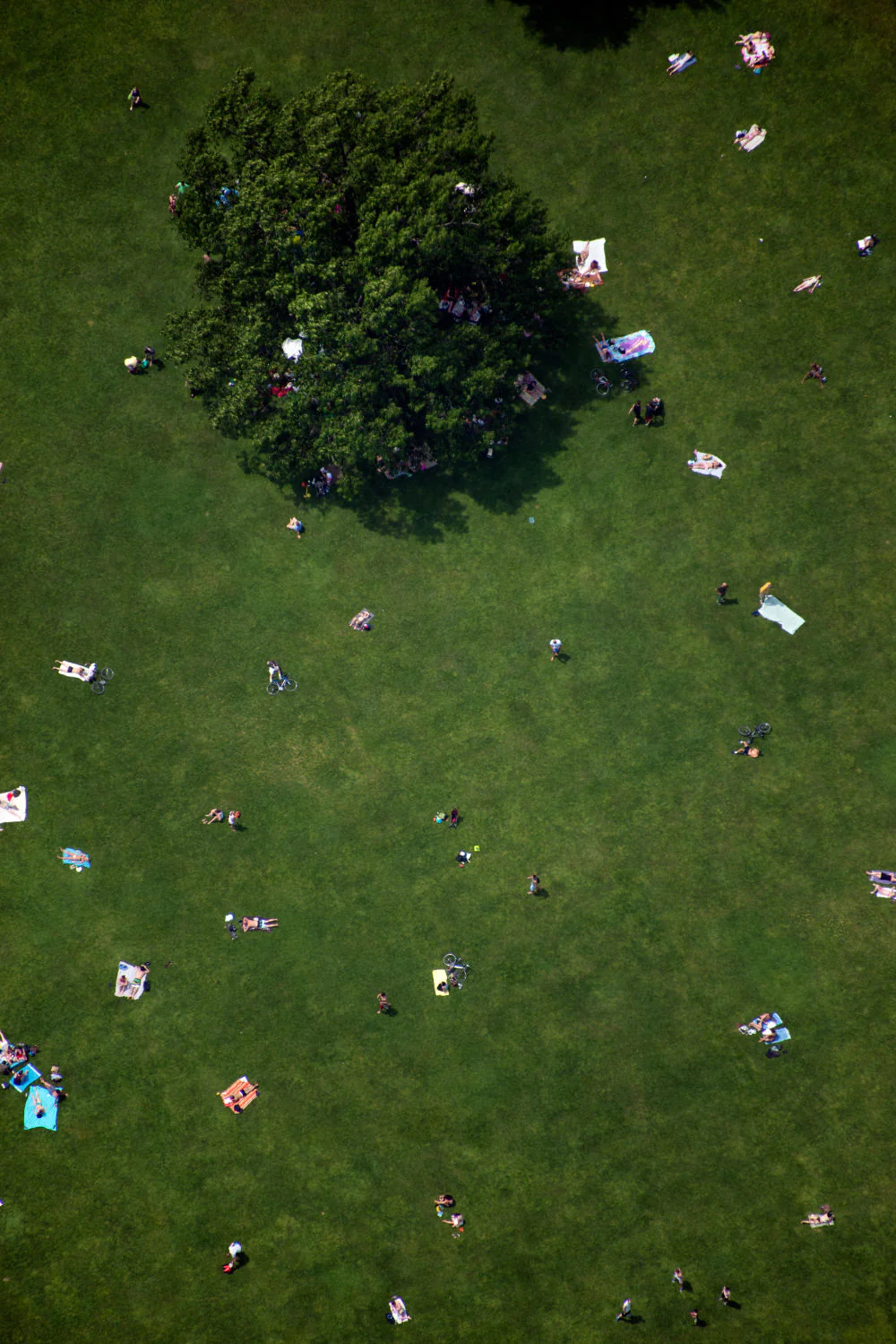 Central Park Triptych - Image 3
