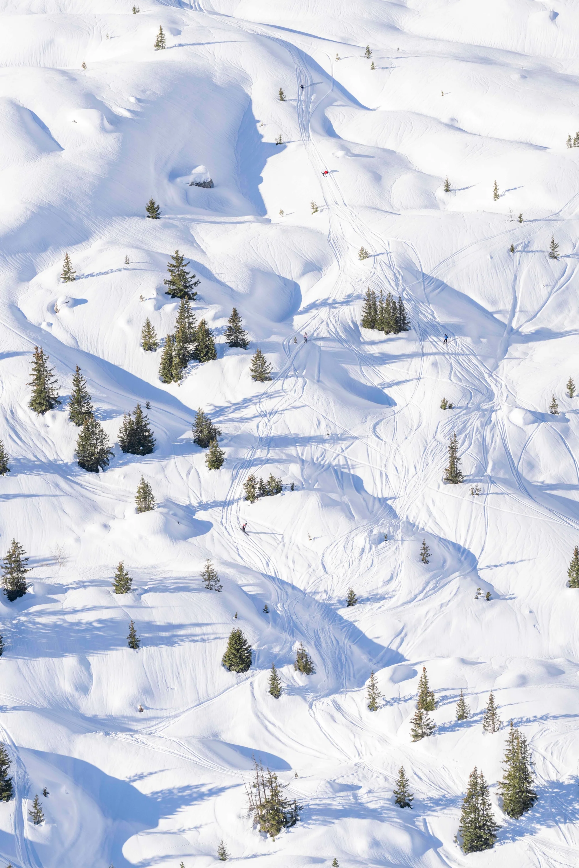 Courchevel Trees, French Alps