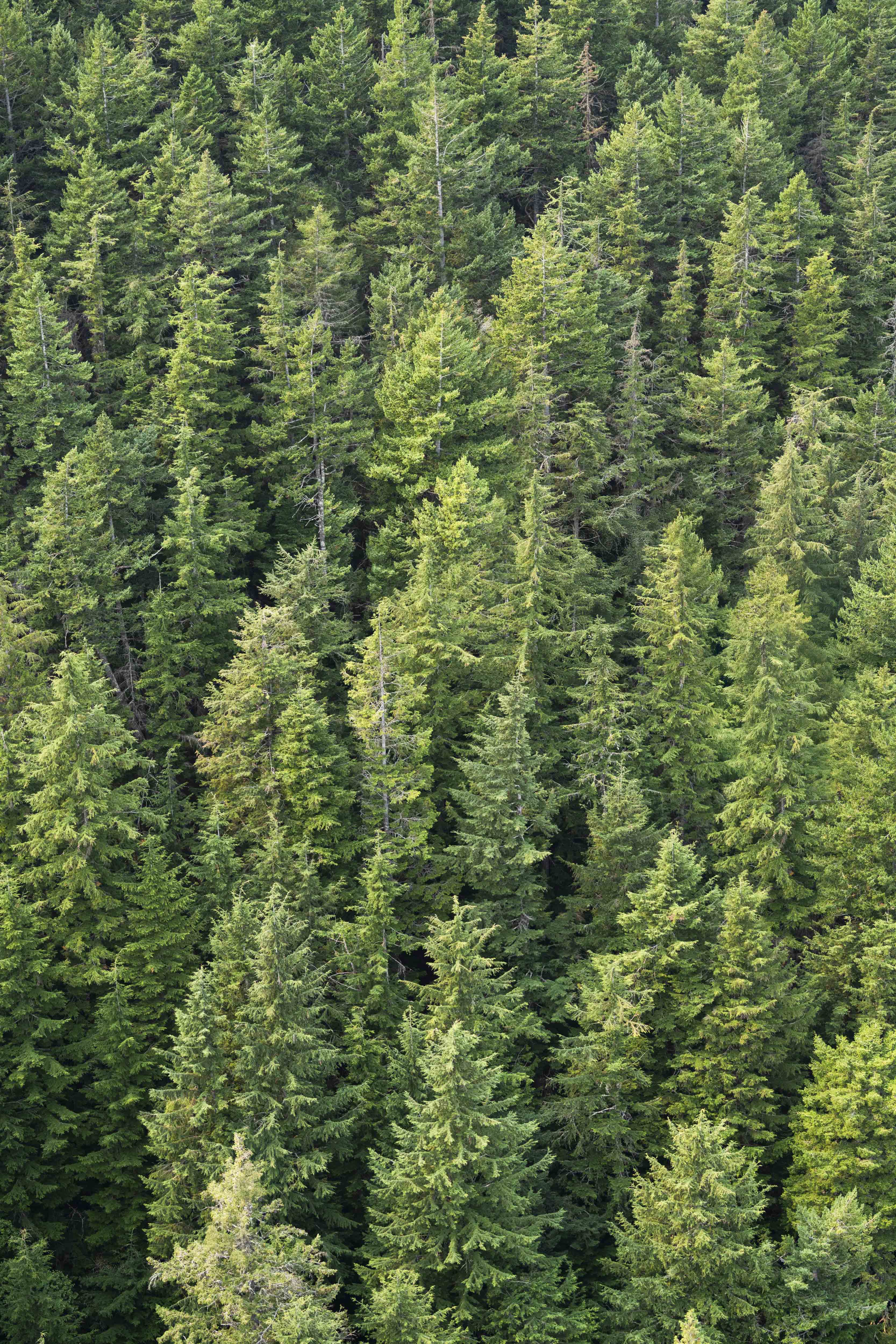 Evergreen Triptych, Seattle - Image 2