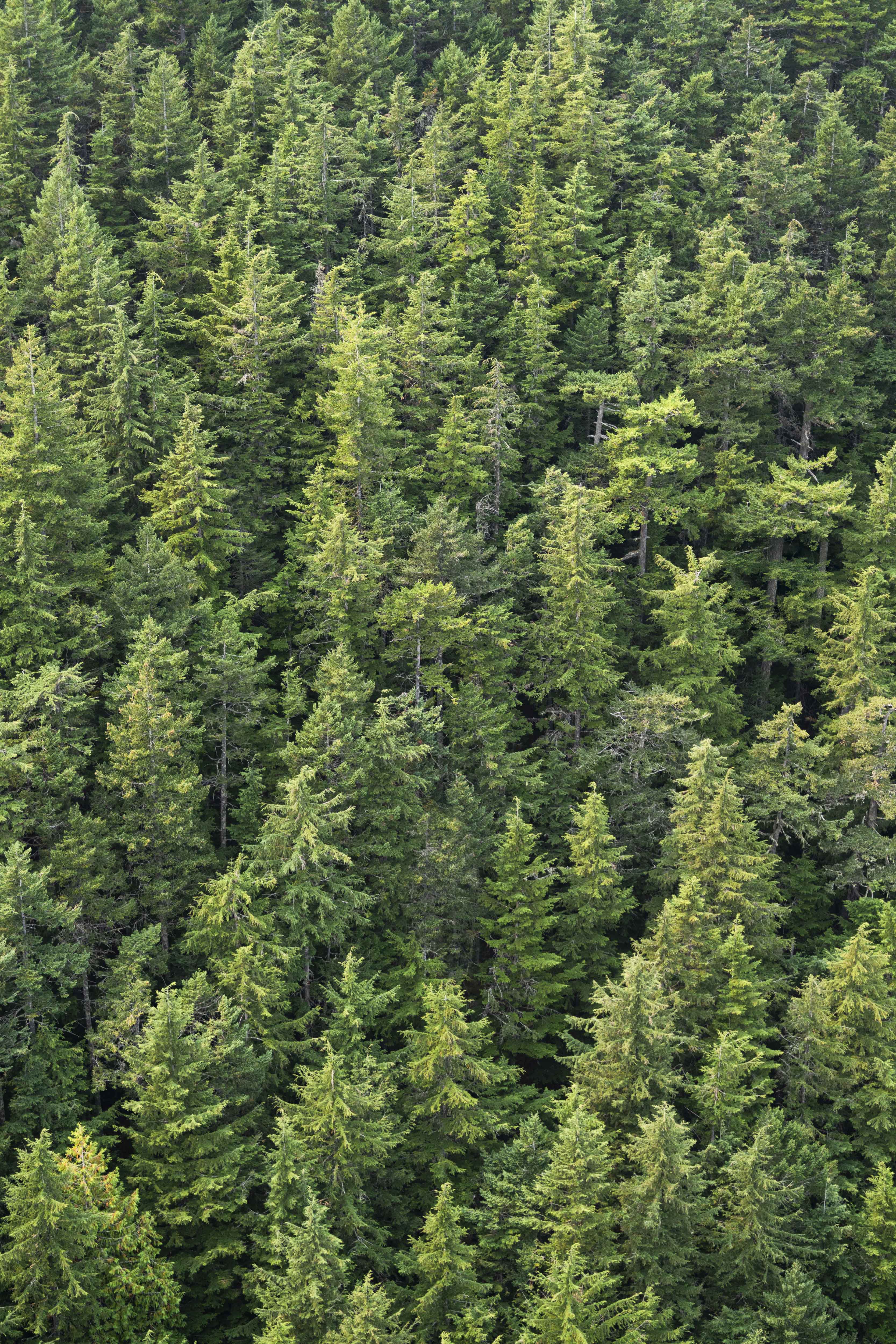 Evergreen Triptych, Seattle - Image 3