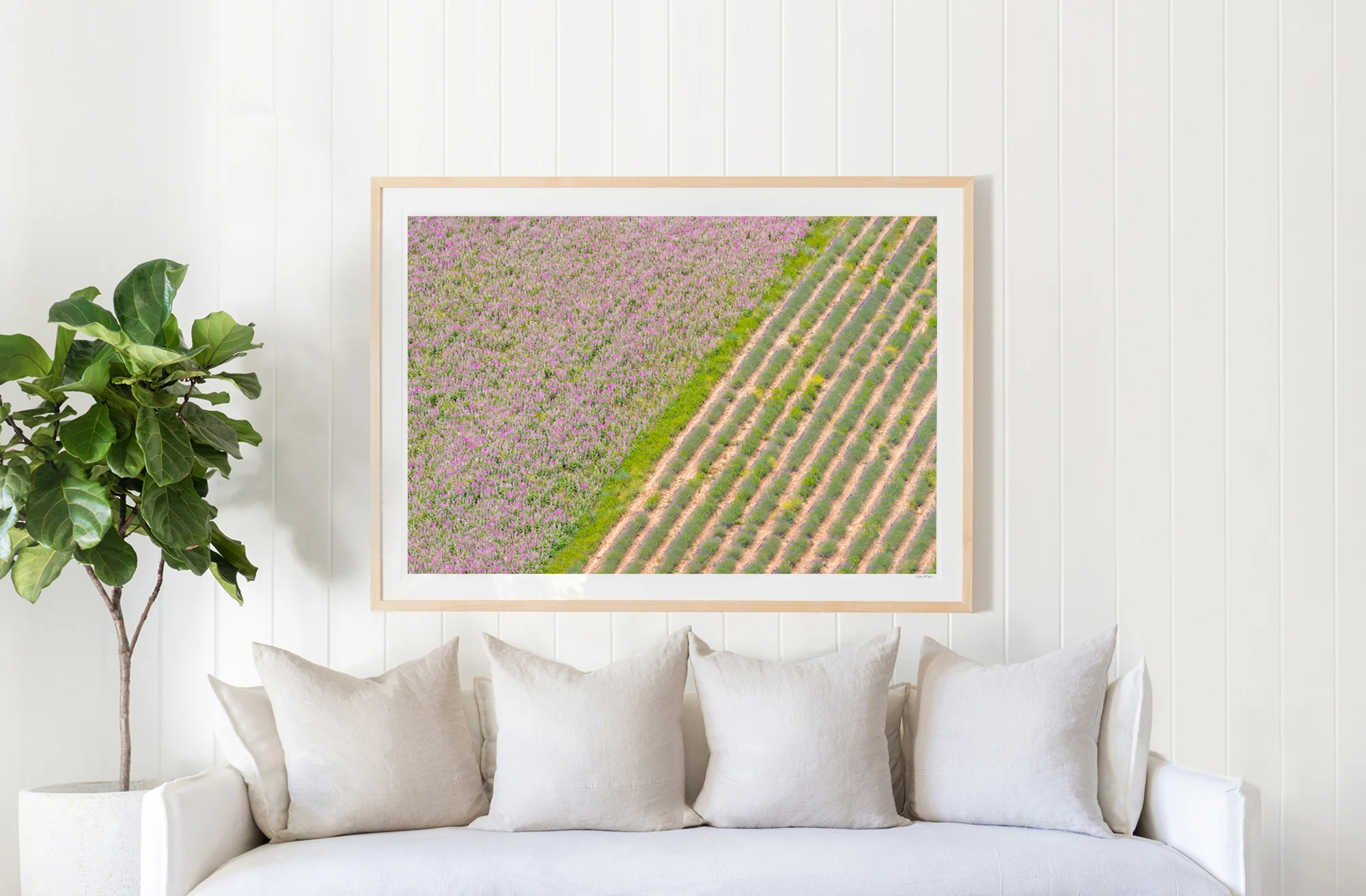Lavender Landscape, Provence - Image 2