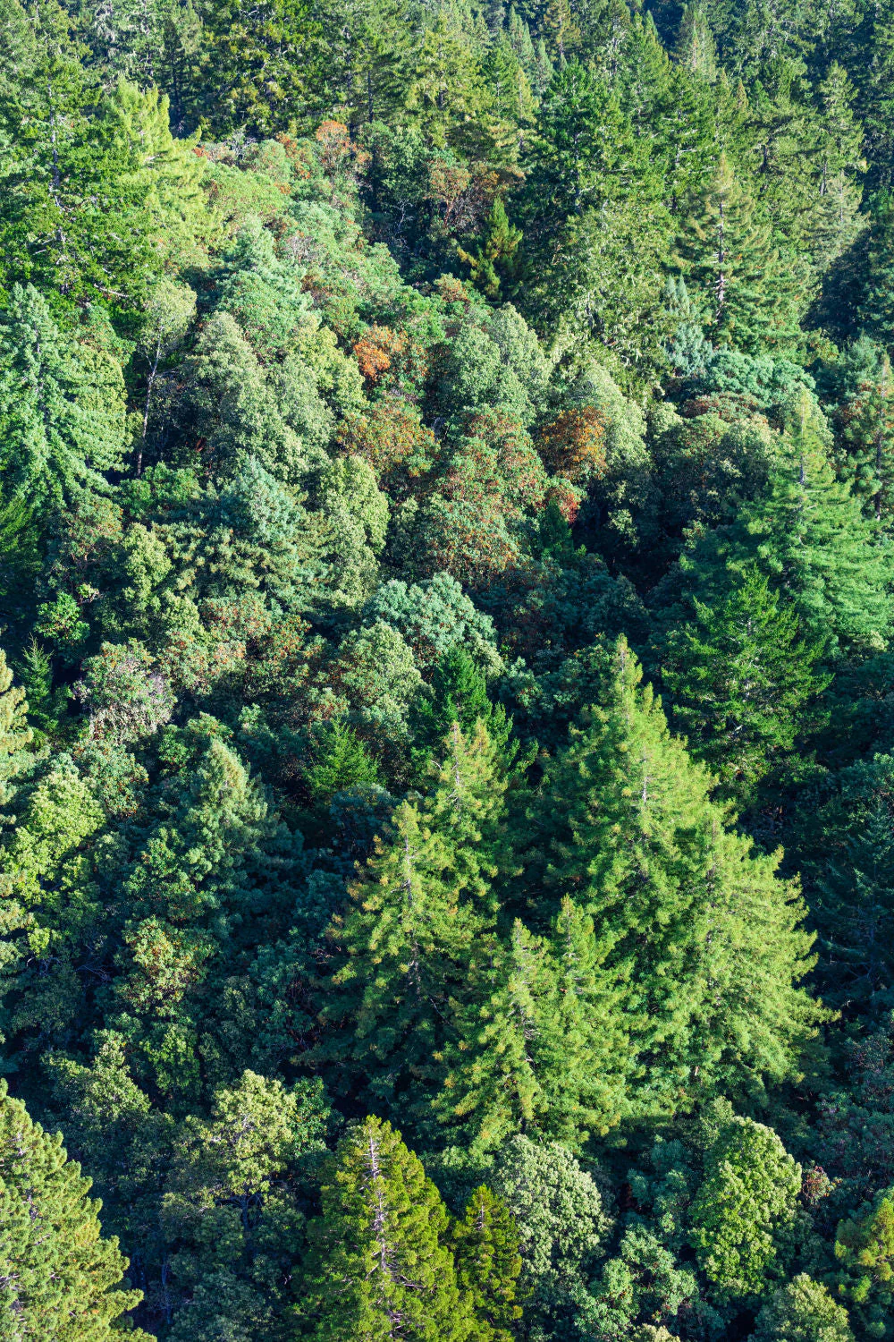 Muir Woods, Marin County