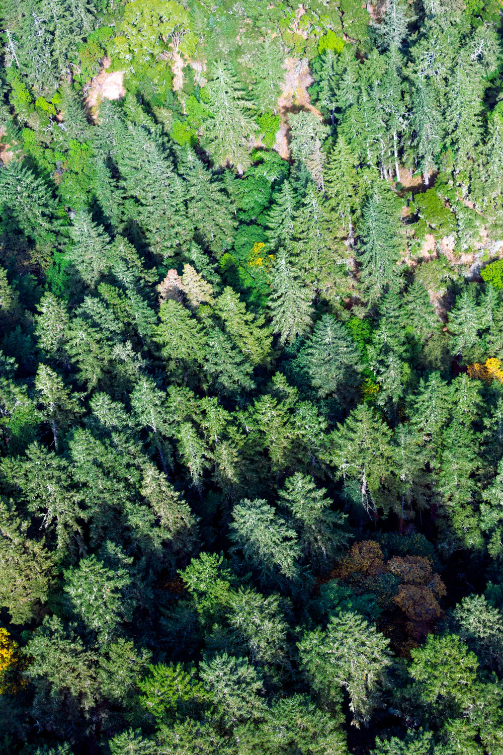 Muir Woods Triptych, Marin County - Image 2
