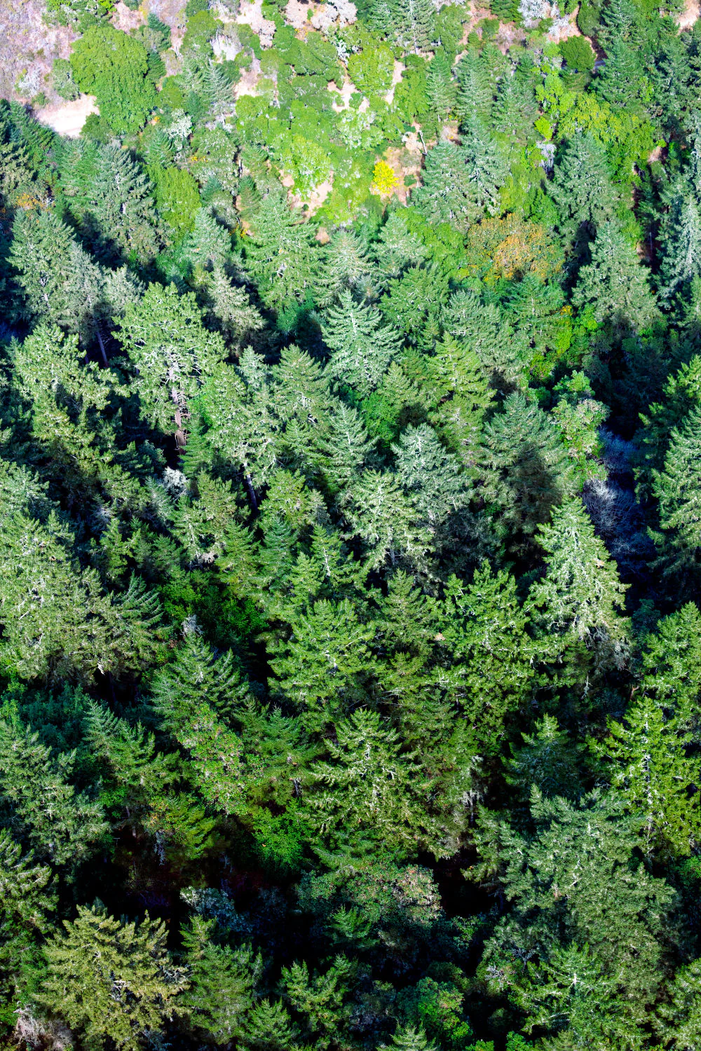 Muir Woods Triptych, Marin County - Image 3