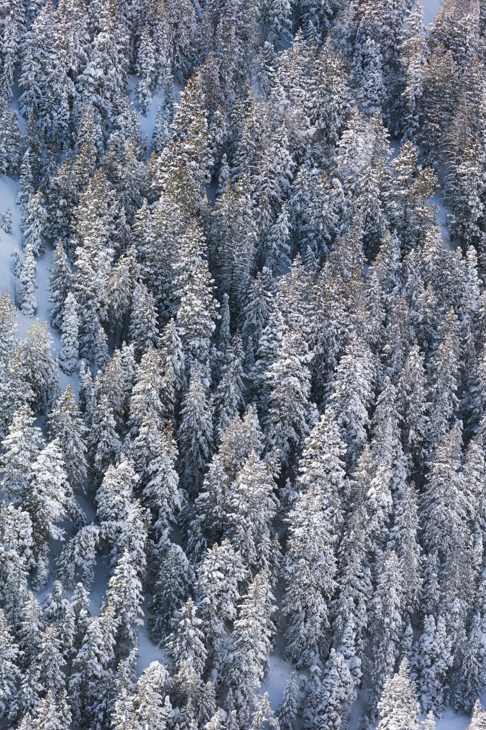 Snowy Pines Triptych - Image 2
