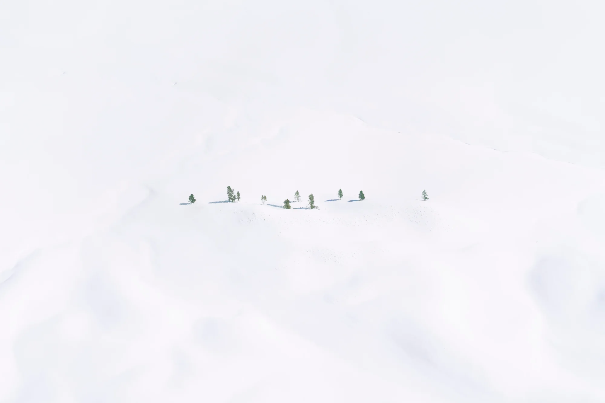 Snowy Wonderland, Yellowstone National Park