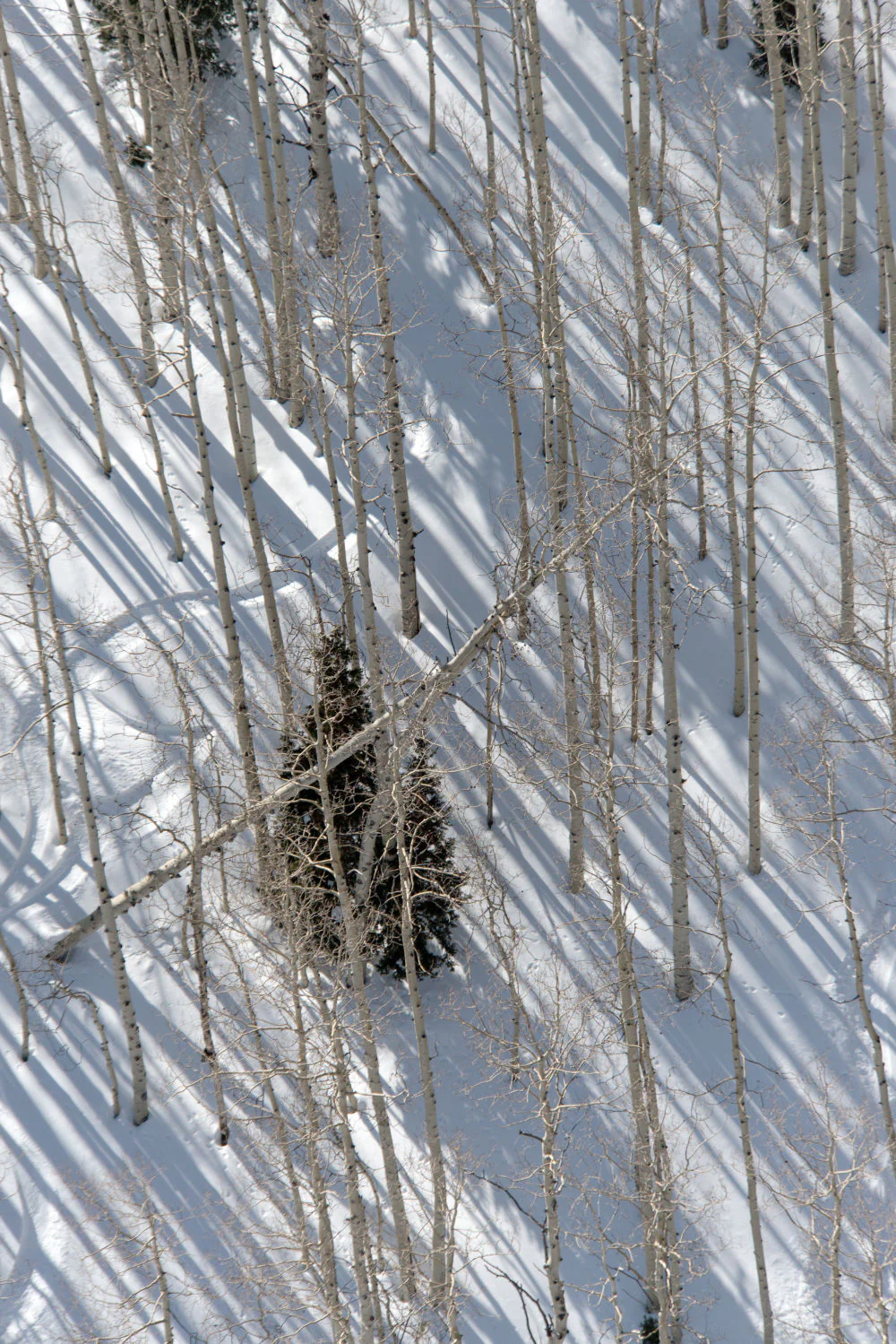 Sundance Birch Trees Triptych - Image 2