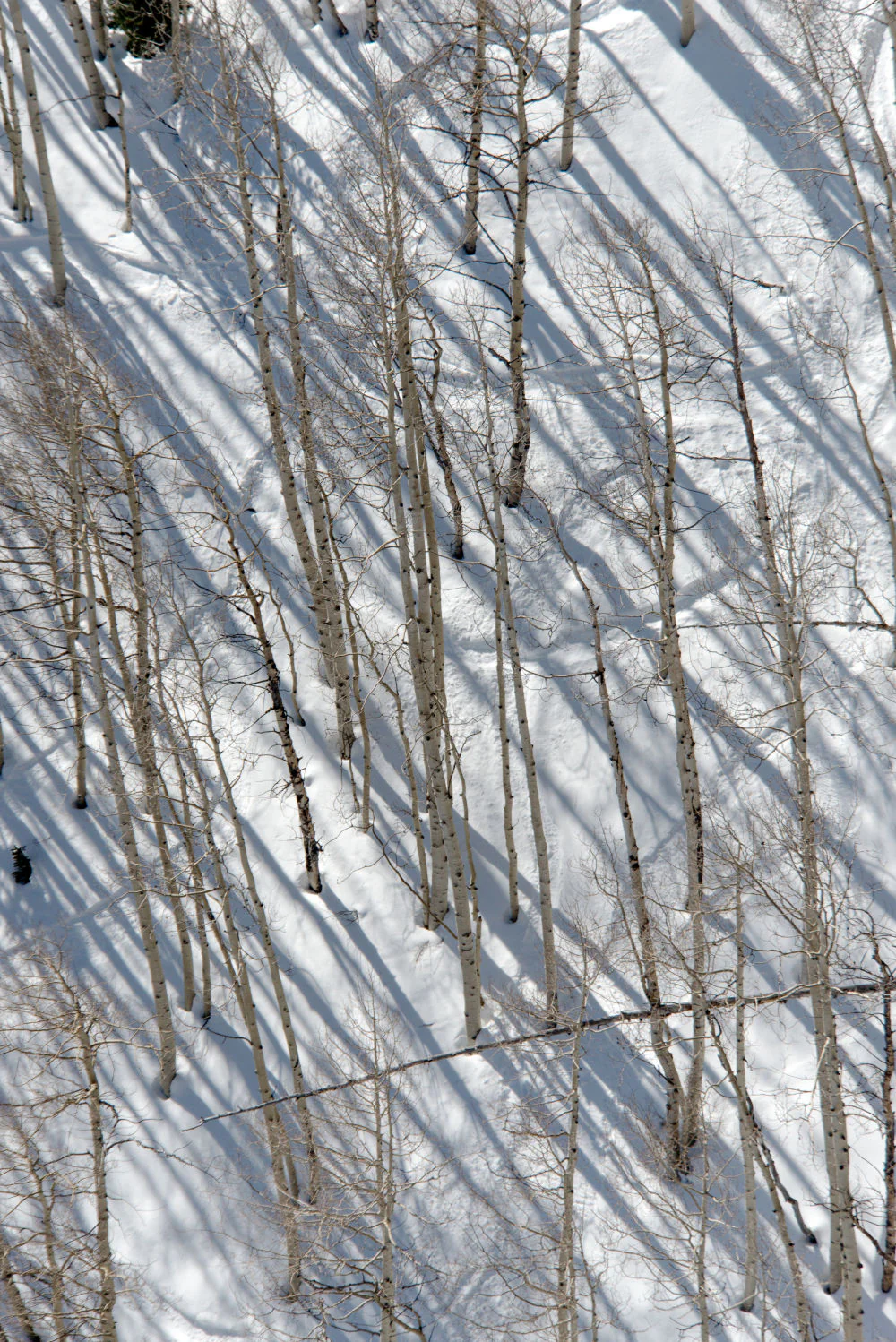 Sundance Birch Trees Triptych - Image 3