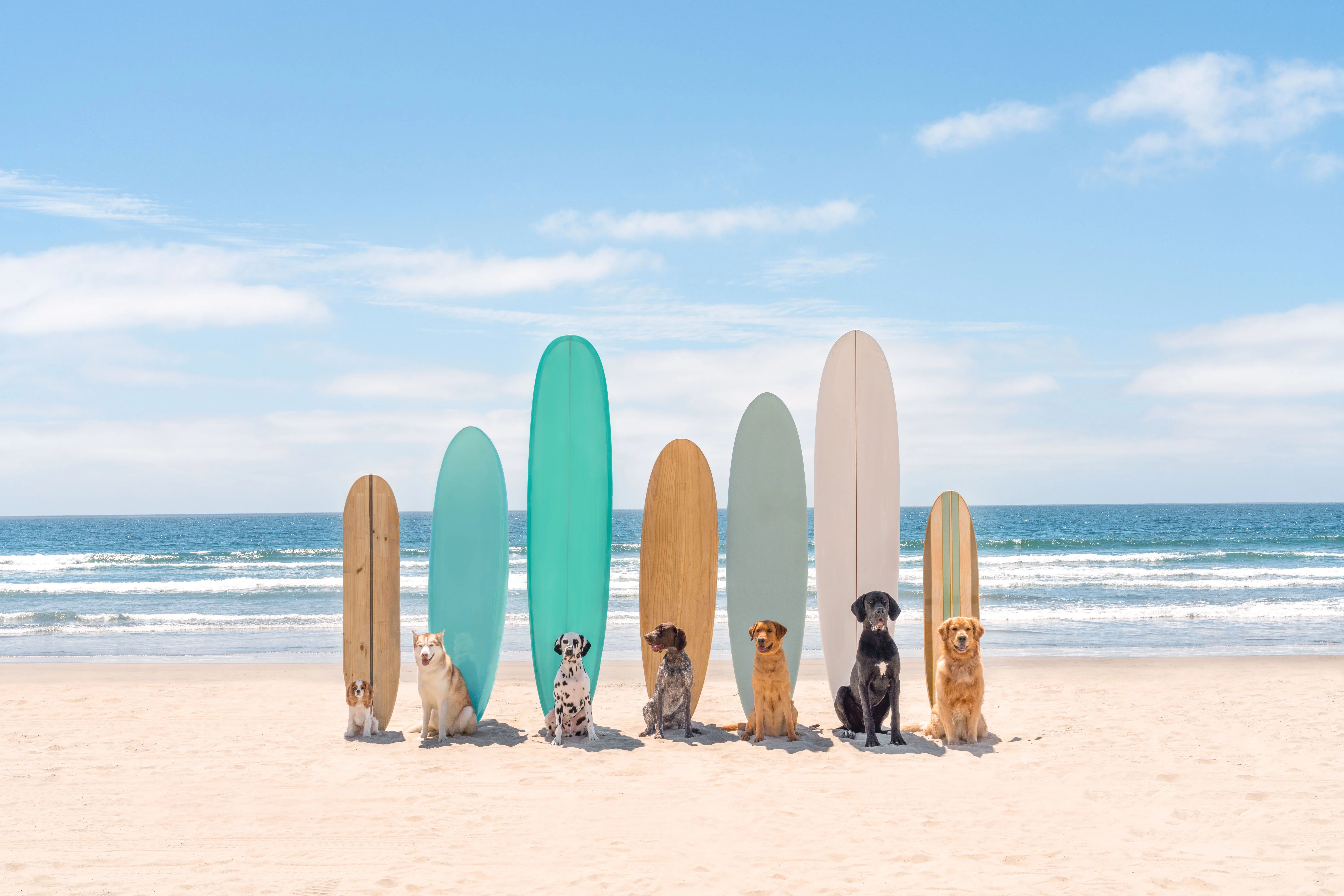 Surfâs Up, San Diego
