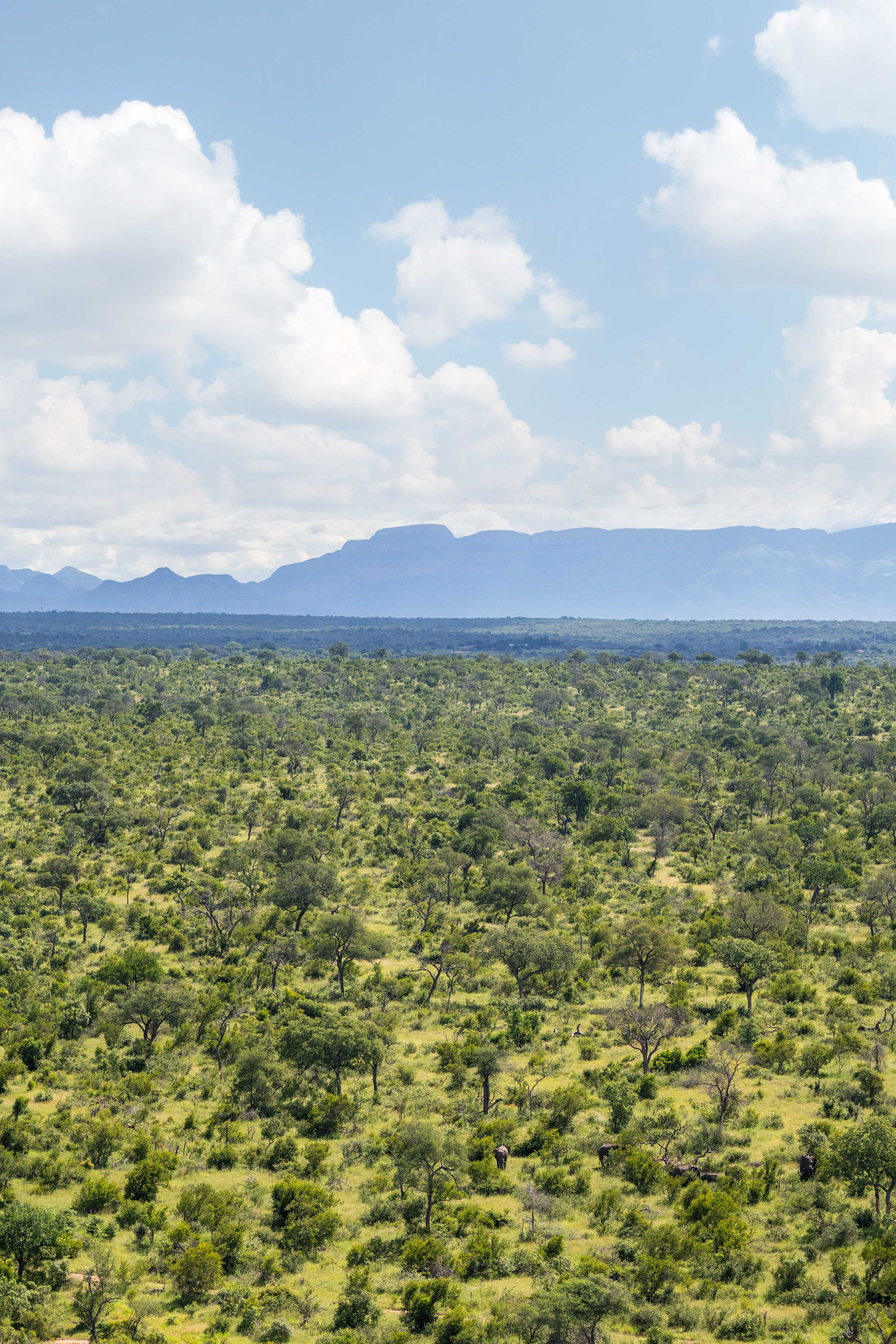 The Bush Triptych, South Africa - Image 3