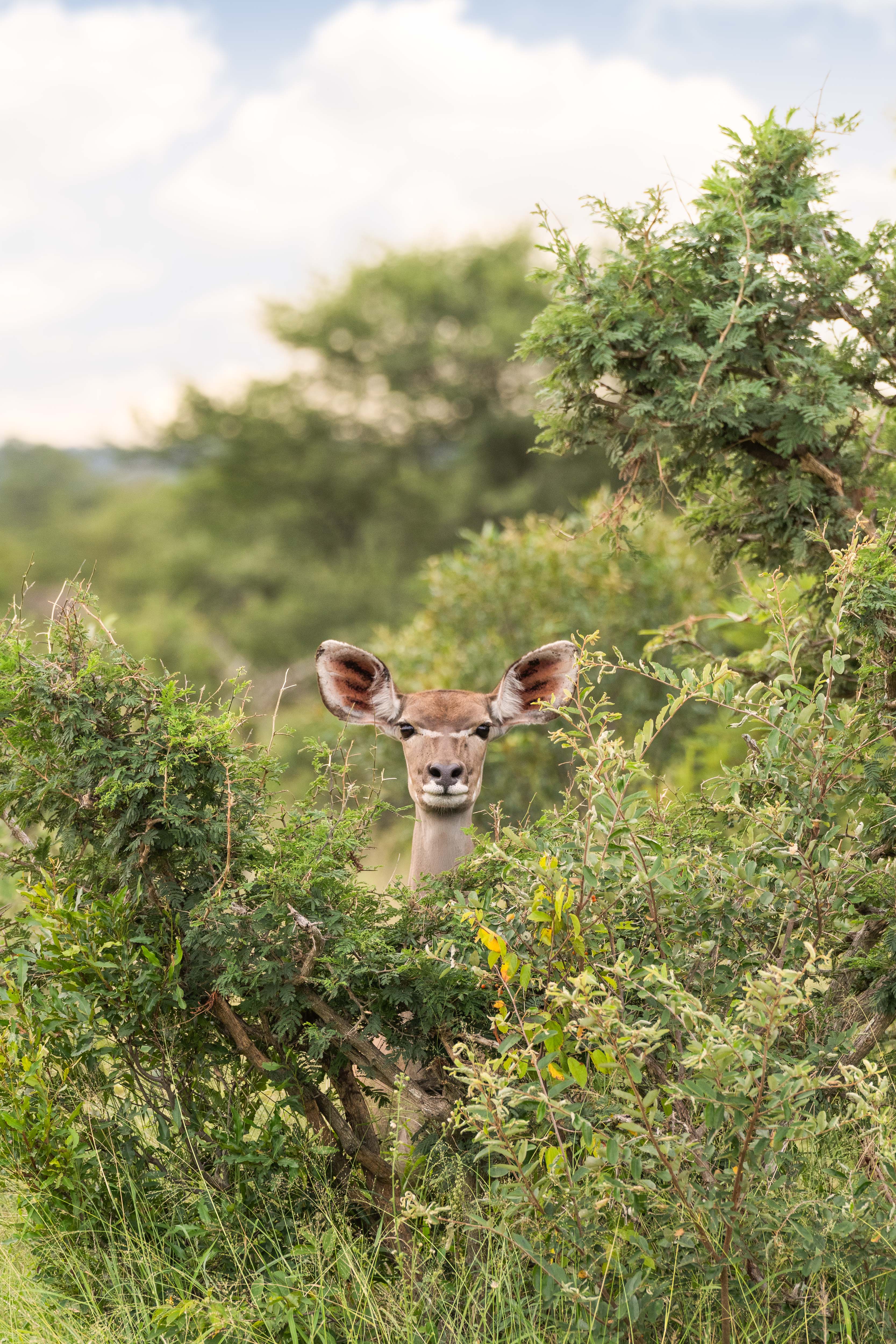 The Female Kudu, South Africa