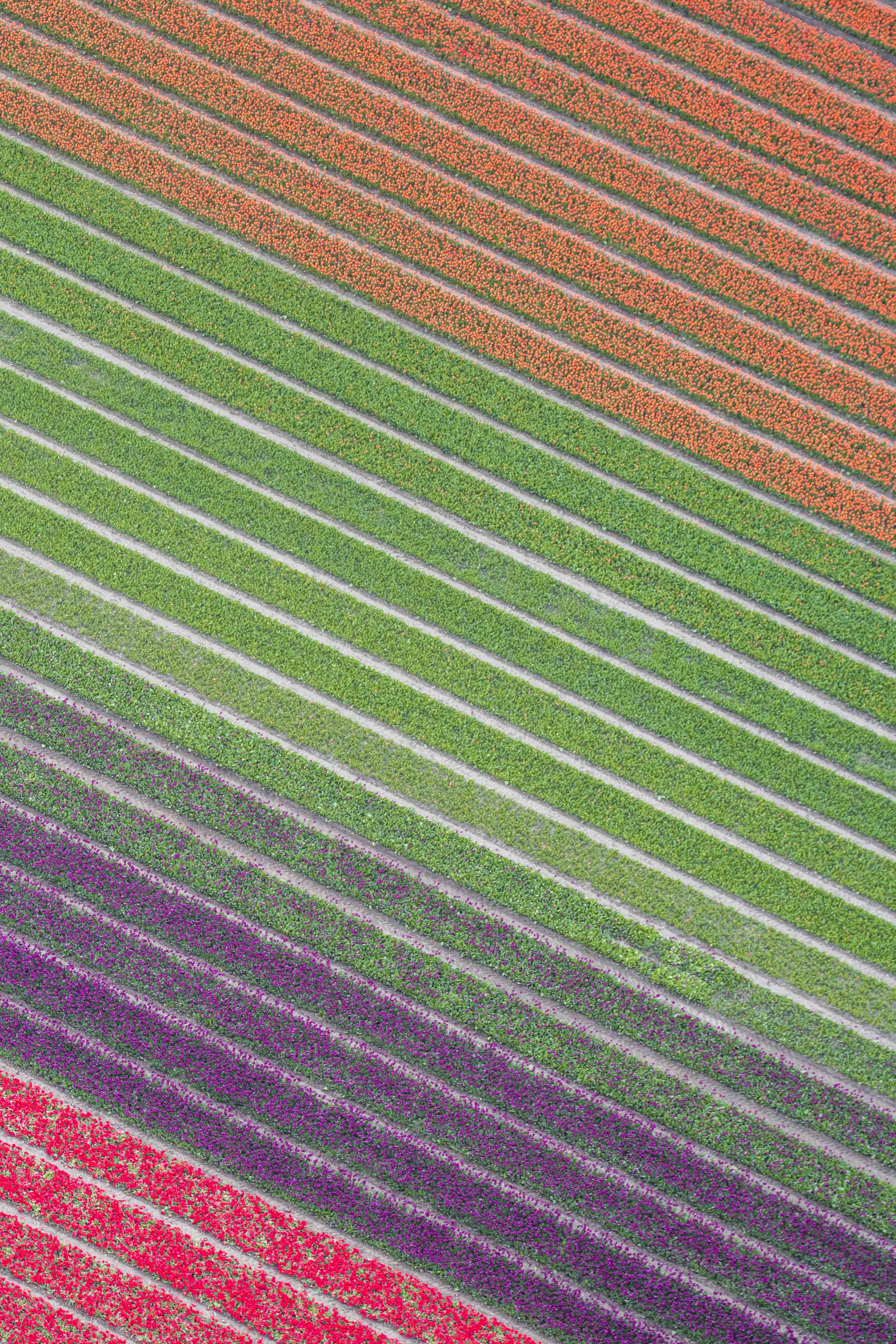 Tulip Fields Diptych, Netherlands - Image 2